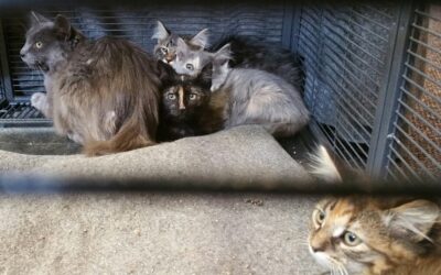 Lexie, Meredith, Luna and Max