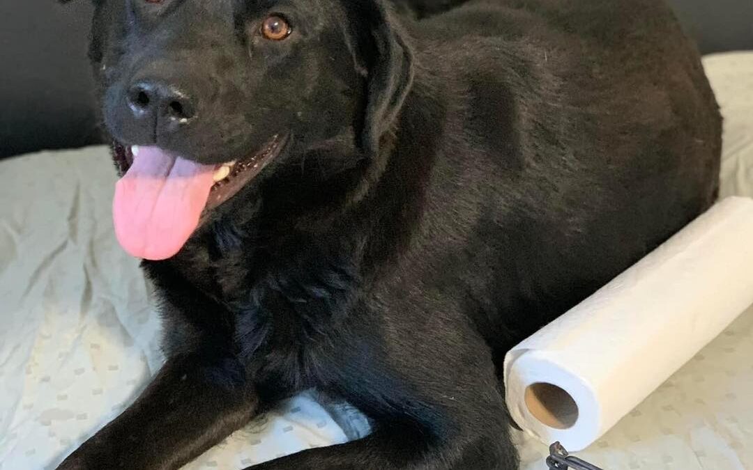 Meet Banks and her puppies