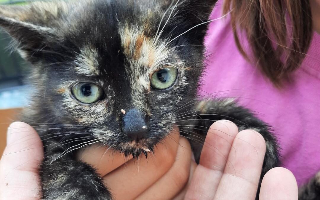 Spunky needed urgent care