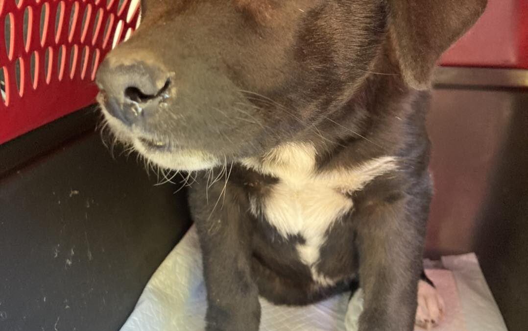 Alarming trend in animal rescue