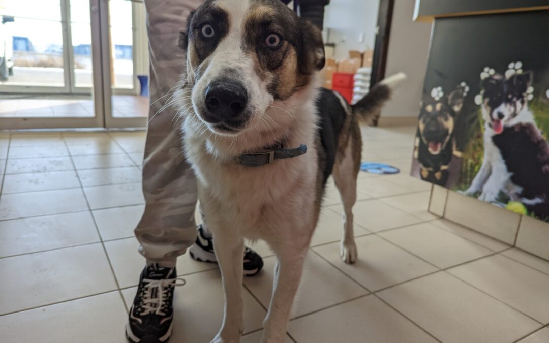 Found dog! Are you missing me?