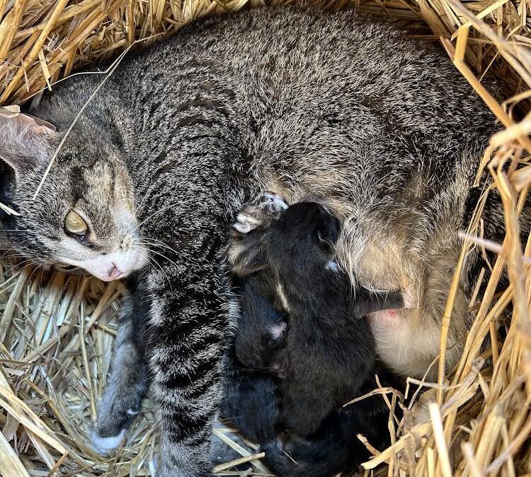 Coraline had 6 kittens